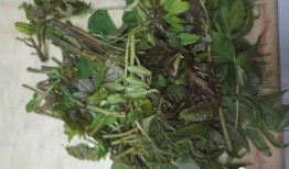 野菜生活爆料视频下载安装,揭秘视频下载安装全攻略