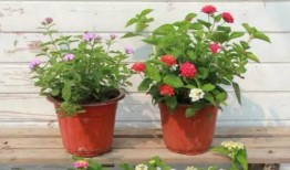 八村最新爆料新闻视频下载,揭秘视频背后的惊人真相